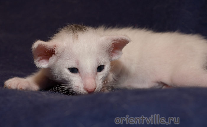 Белый ориентальный котенок. Девочка