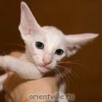 Oriental white kitten