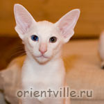 Oriental white kitten