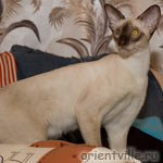 Siamese cat, 1,5 year