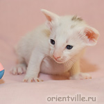 Oriental kitten 21 days