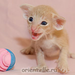 Oriental kitten 21 days