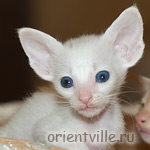 Oriental kitten 1 month