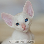 Oriental kitten 1 month