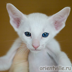 Oriental kitten 1.5 month