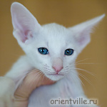Oriental kitten 1.5 month