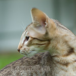 Oriental kitten 3,5 month