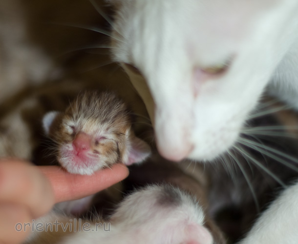 Mommy with kitten