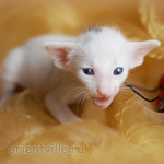 Oriental kitten