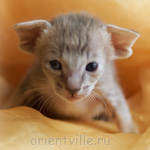 Oriental kitten