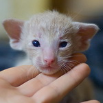 Oriental shorthair kitten