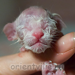 Oriental shorthair kitten