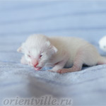 Siamese kitten. 5 days