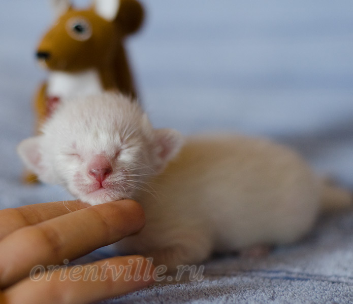 Siamese kitten. 5 days