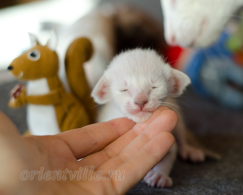 Siamese kitten. 15 days