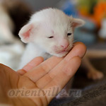 Siamese kitten. 15 days