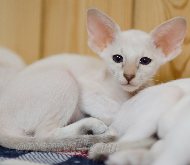 Siamese kitten. 2 month
