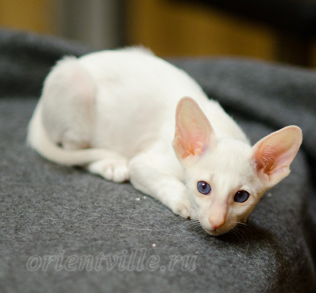Siamese kitten. 2 month