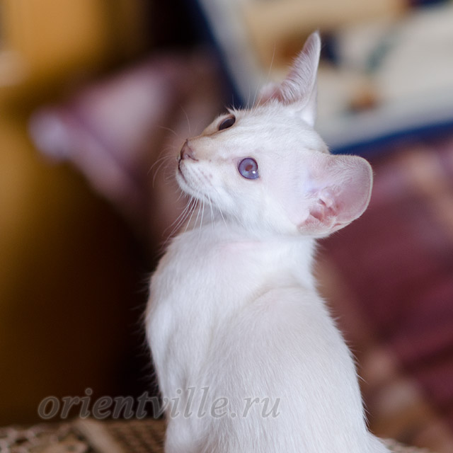 Siamese kitten. 2 mnth