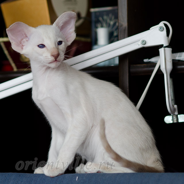 Siamese kitten. 2 mnth