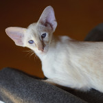 Siamese kitten. 3 mnth