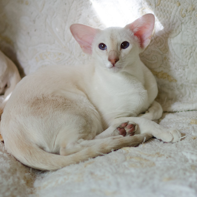 Siamese kitten. 6 mnth