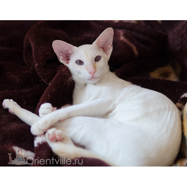 Siamese kitten. 8 month