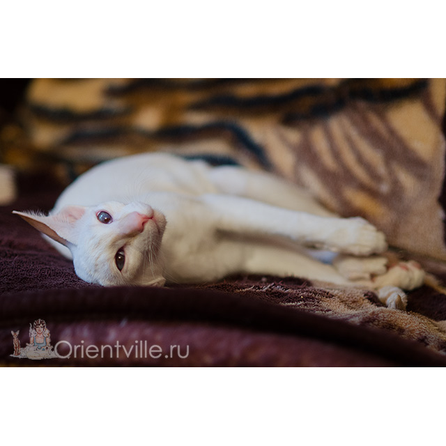 Siamese kitten. 8 month