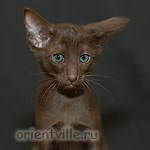 Oriental havana kitten