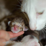 Mommy with kitten