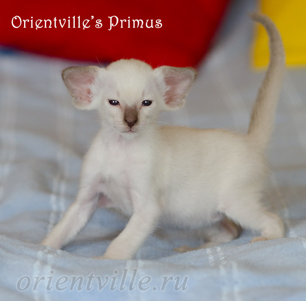 Primus, 1 month
