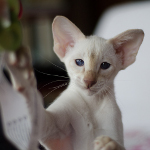 Siamese kitten. 3 mnth