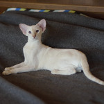 Siamese kitten. 5 mnth