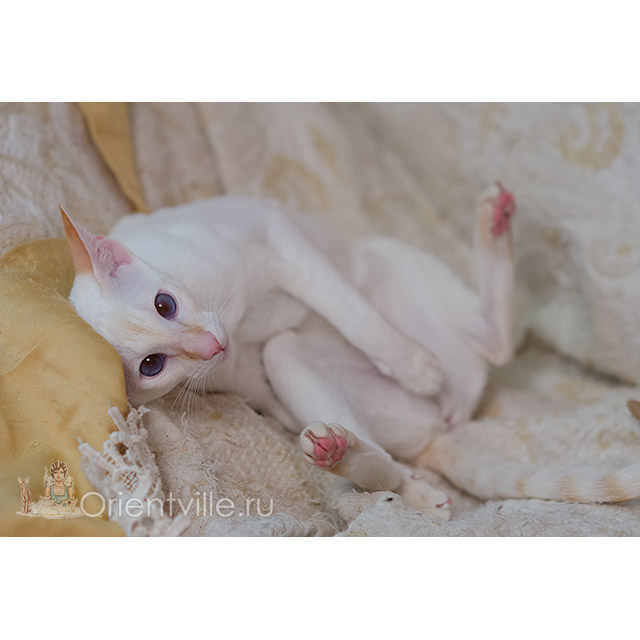 Siamese kitten. 9 month