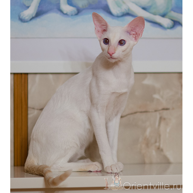 Siamese kitten. 9 month