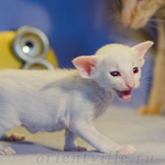 Siamese kitten. 16 days