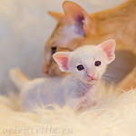 Siamese kitten. 16 days